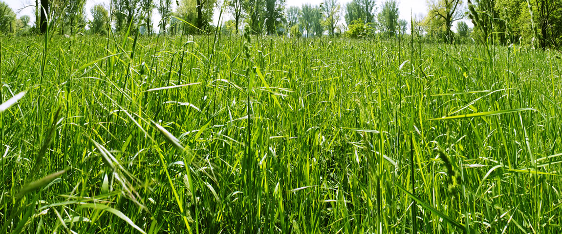 originate · Foto Panorama Rheinwiese
